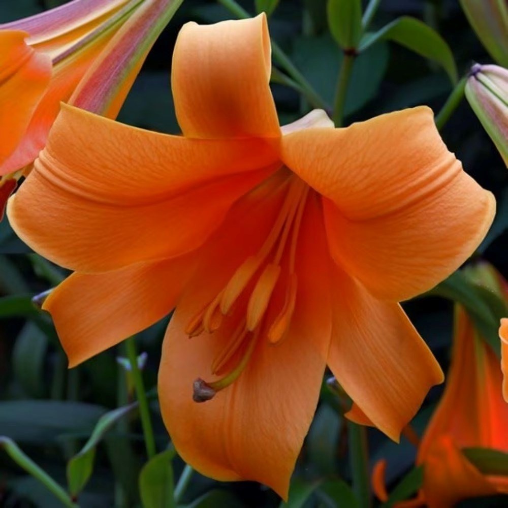 Lilium African Queen Group | Fragrant Trumpet Lily