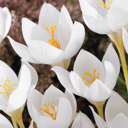 Crocus Speciosus Albus | Autumn Crocus