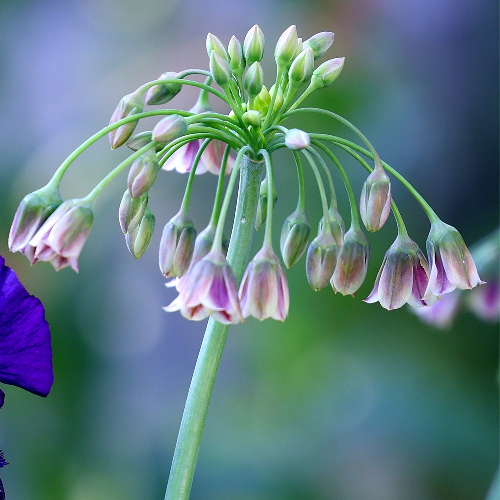 Allium Siculum | Sicilian Honey Garlic