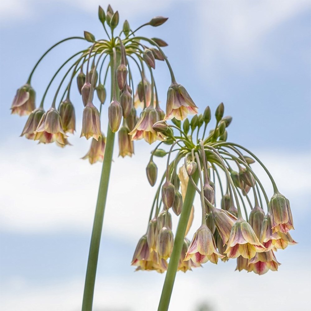 Allium Siculum | Sicilian Honey Garlic