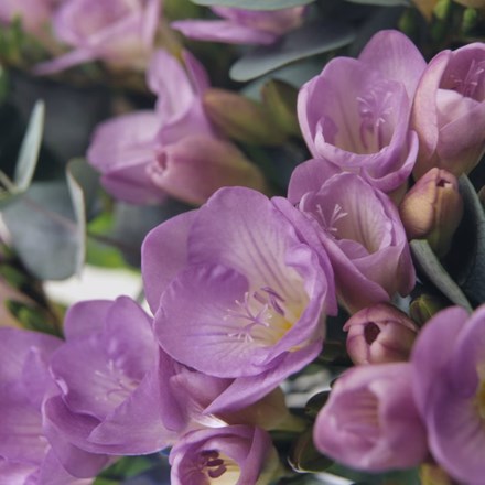 Freesia Blue Moon | Freesia Bulbs