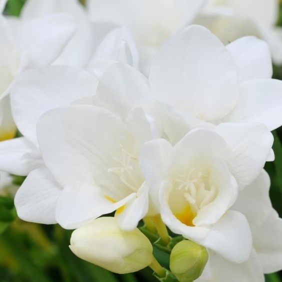 Freesia White | Freesia