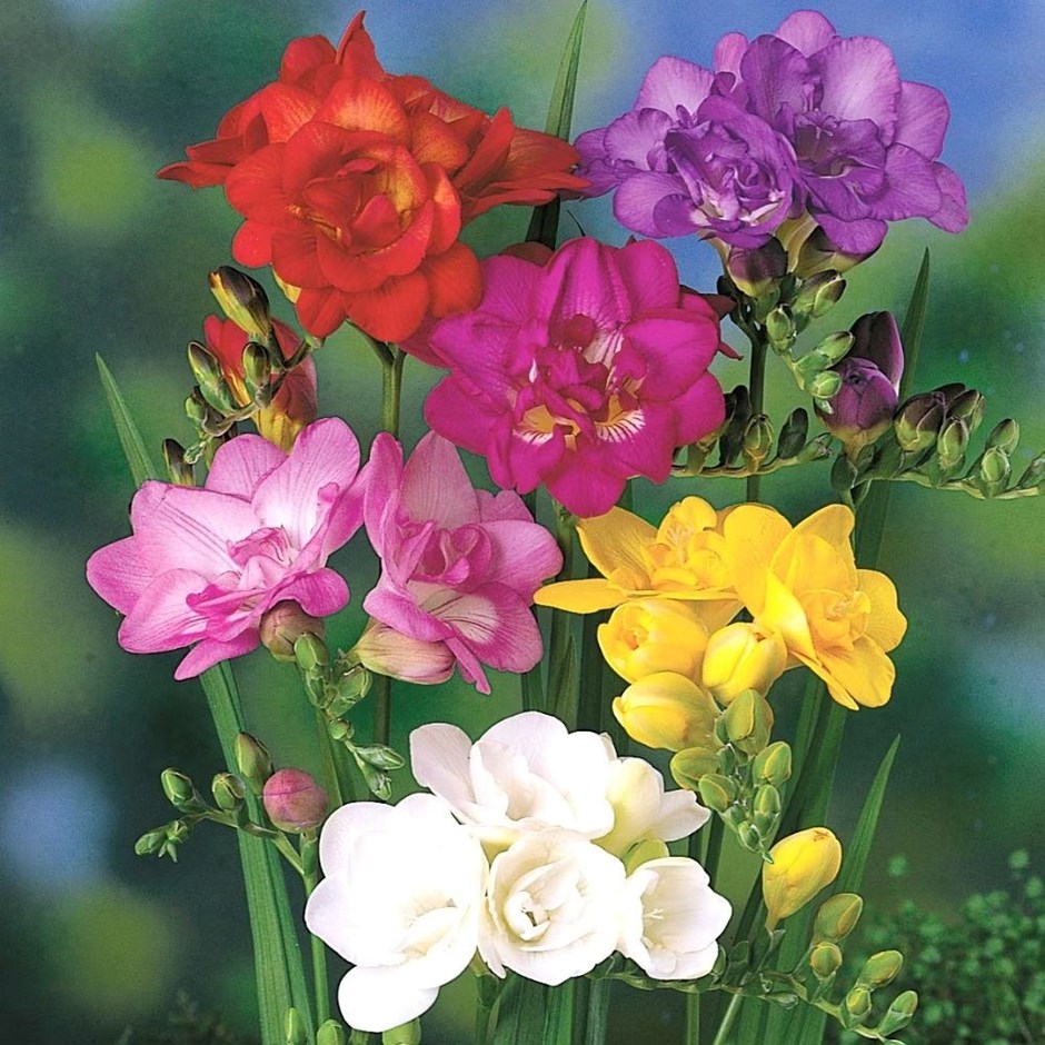 Freesia Double Flowering Mixed | Freesia