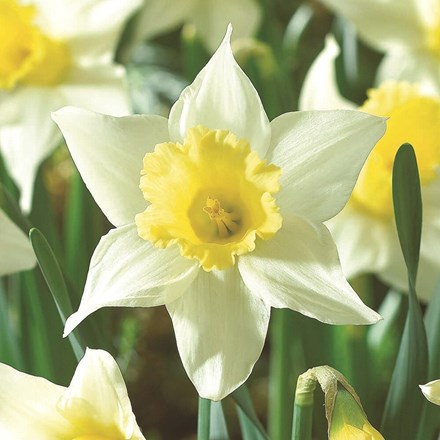 Narcissus Spring Dawn | Large Cupped Daffodil