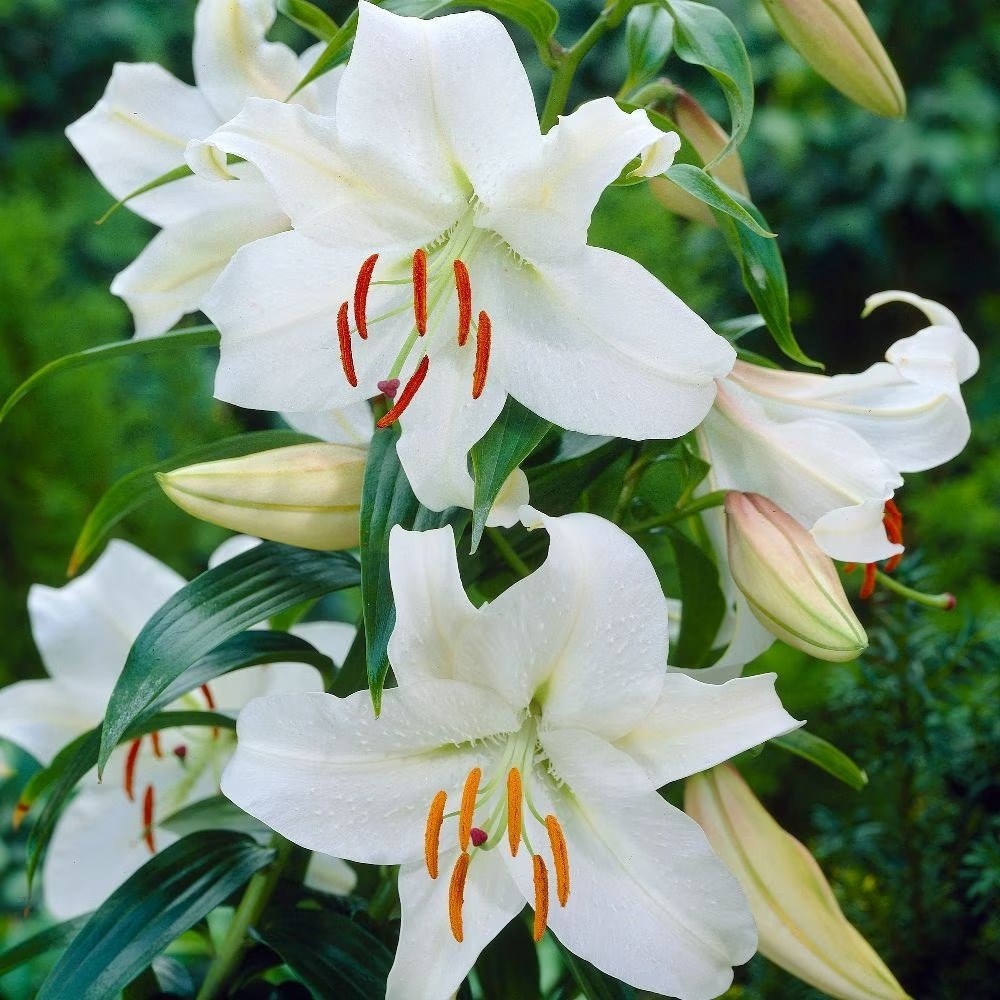 Lilium Casa Blanca | Oriental Lily
