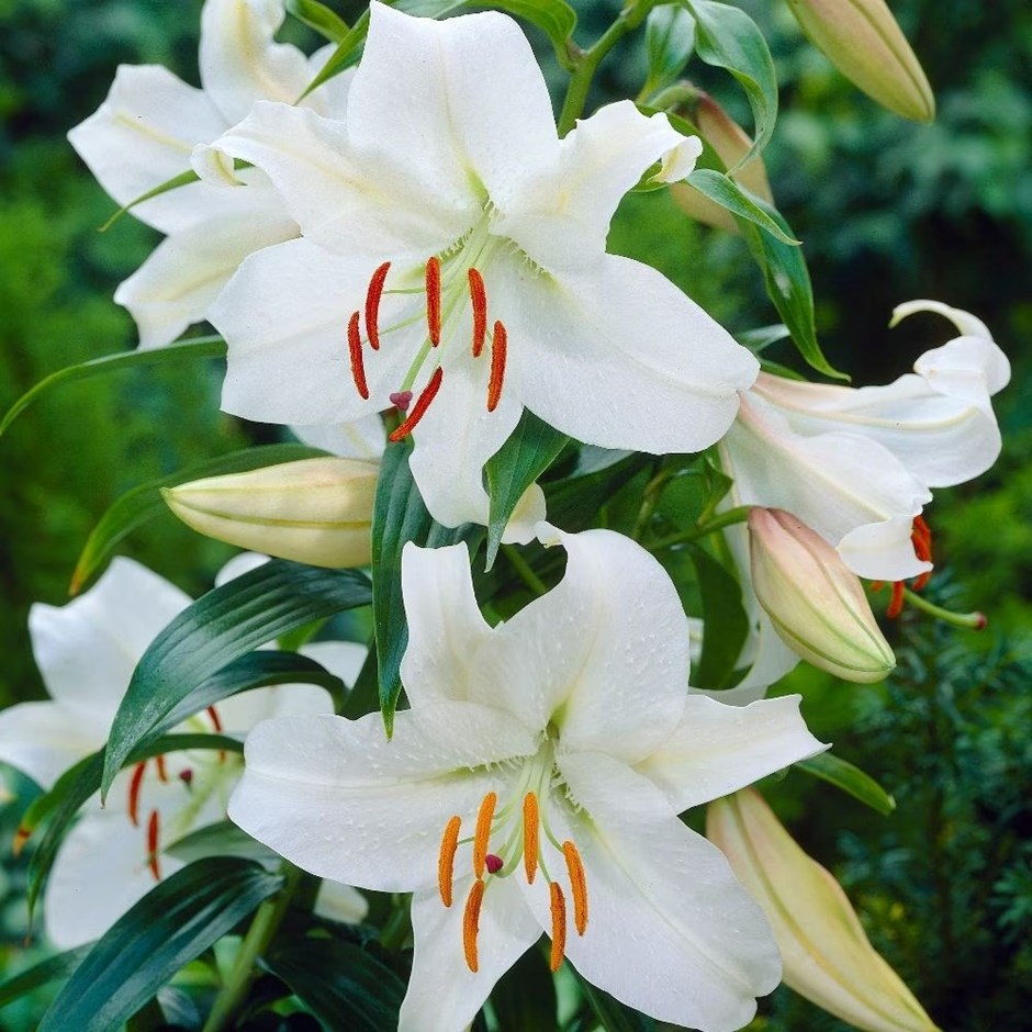 Lilium Casa Blanca | Oriental Lily