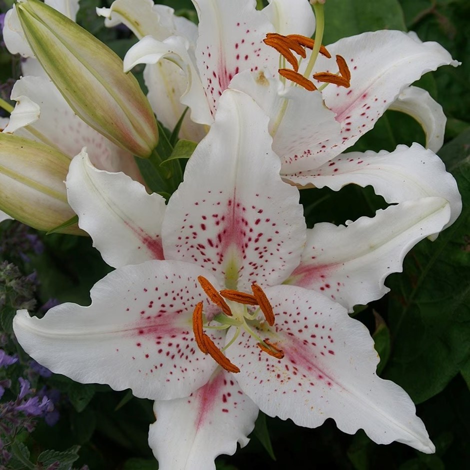 Lilium Muscadet | Oriental Lily