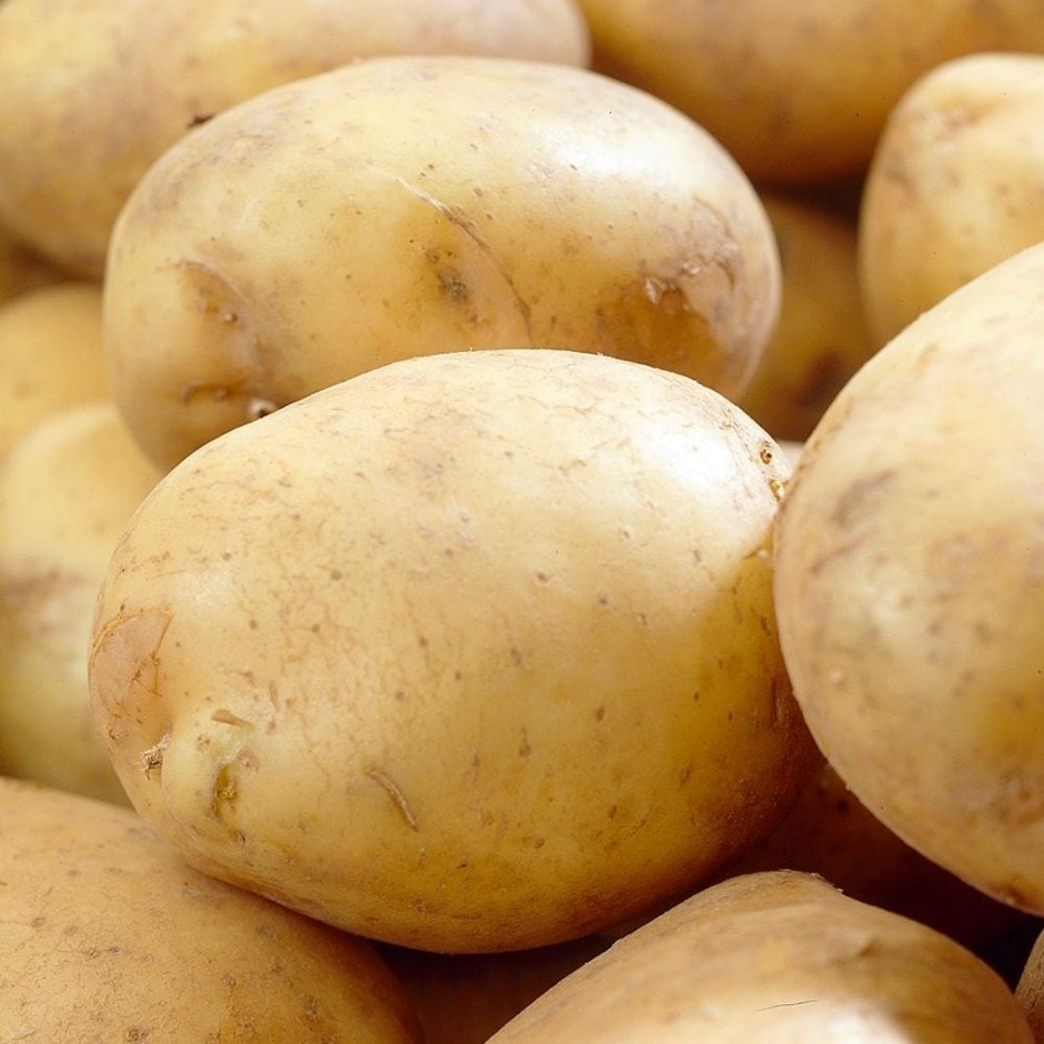 Potato Rocket | First Early | Scottish Basic Seed Potato