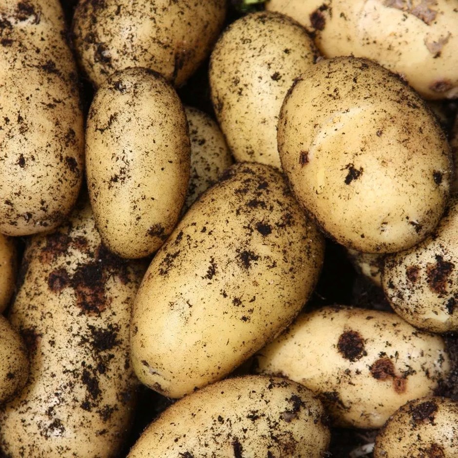 Potato Charlotte | Second Early | Scottish Basic Seed Potato