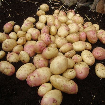 Potato 'King Edward' | Early maincrop, Scottish basic seed Potato |