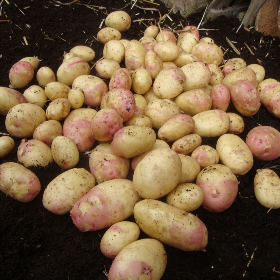 Potato King Edward | Early Maincrop | Scottish Basic Seed Potato