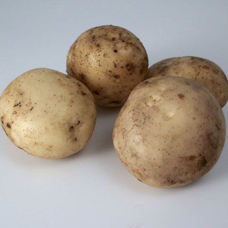 Potato Pentland Javelin | Summer Planting | Scottish Basic Seed Potato