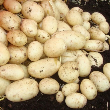 Potato Maris Piper | Early Maincrop | Scottish Basic Seed Potato