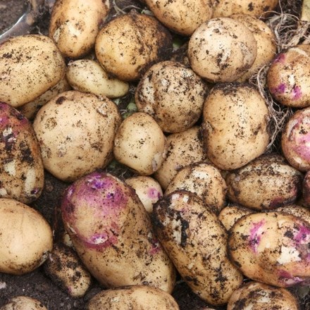 Potato Kestrel (PBR) | Second early, Scottish basic seed Potato