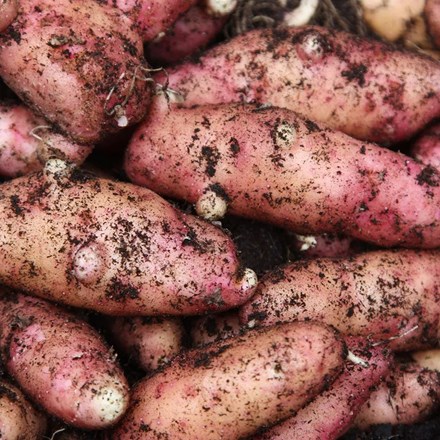 Potato 'Pink Fir Apple' | Maincrop, Scottish basic seed Potato |