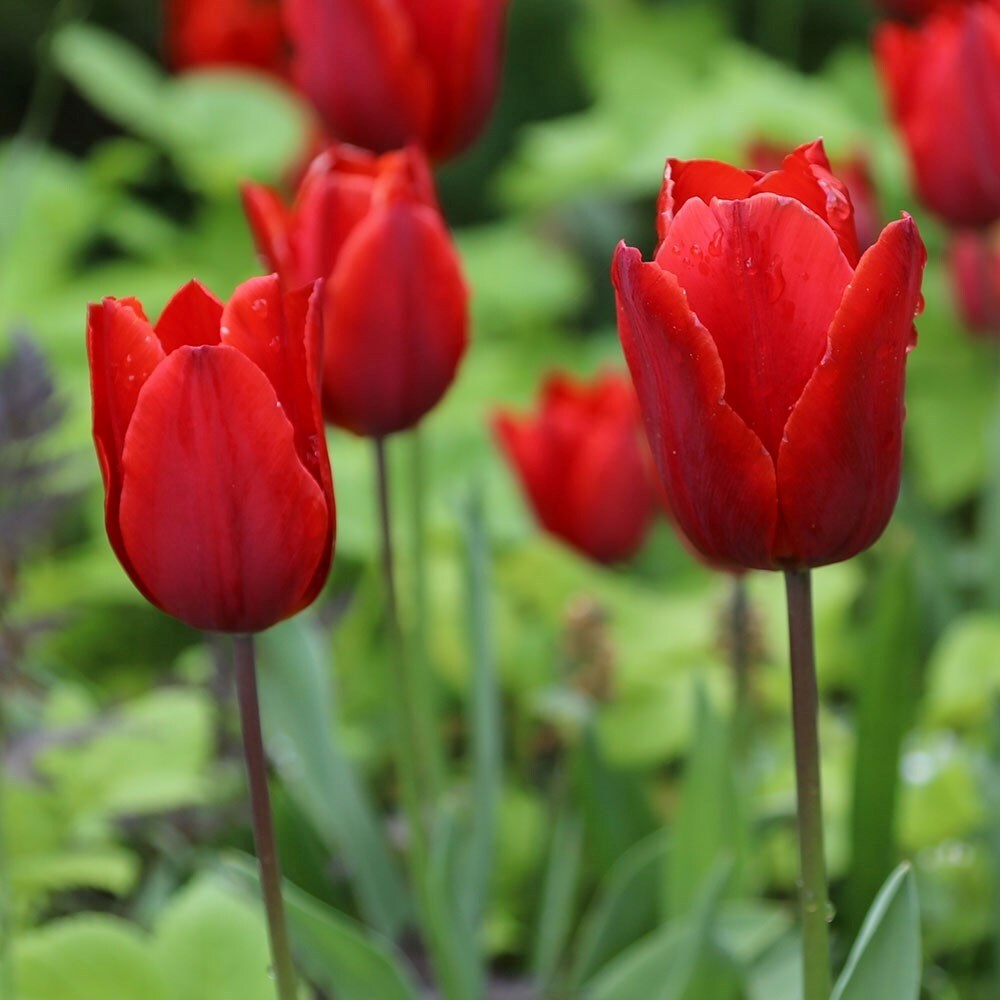 Tulipa Couleur Cardinal | Triumph Tulip