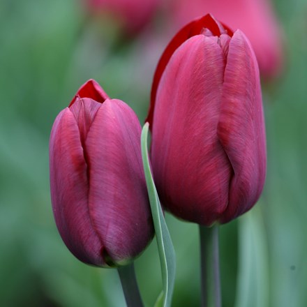 Tulipa Jan Reus | Triumph Tulip