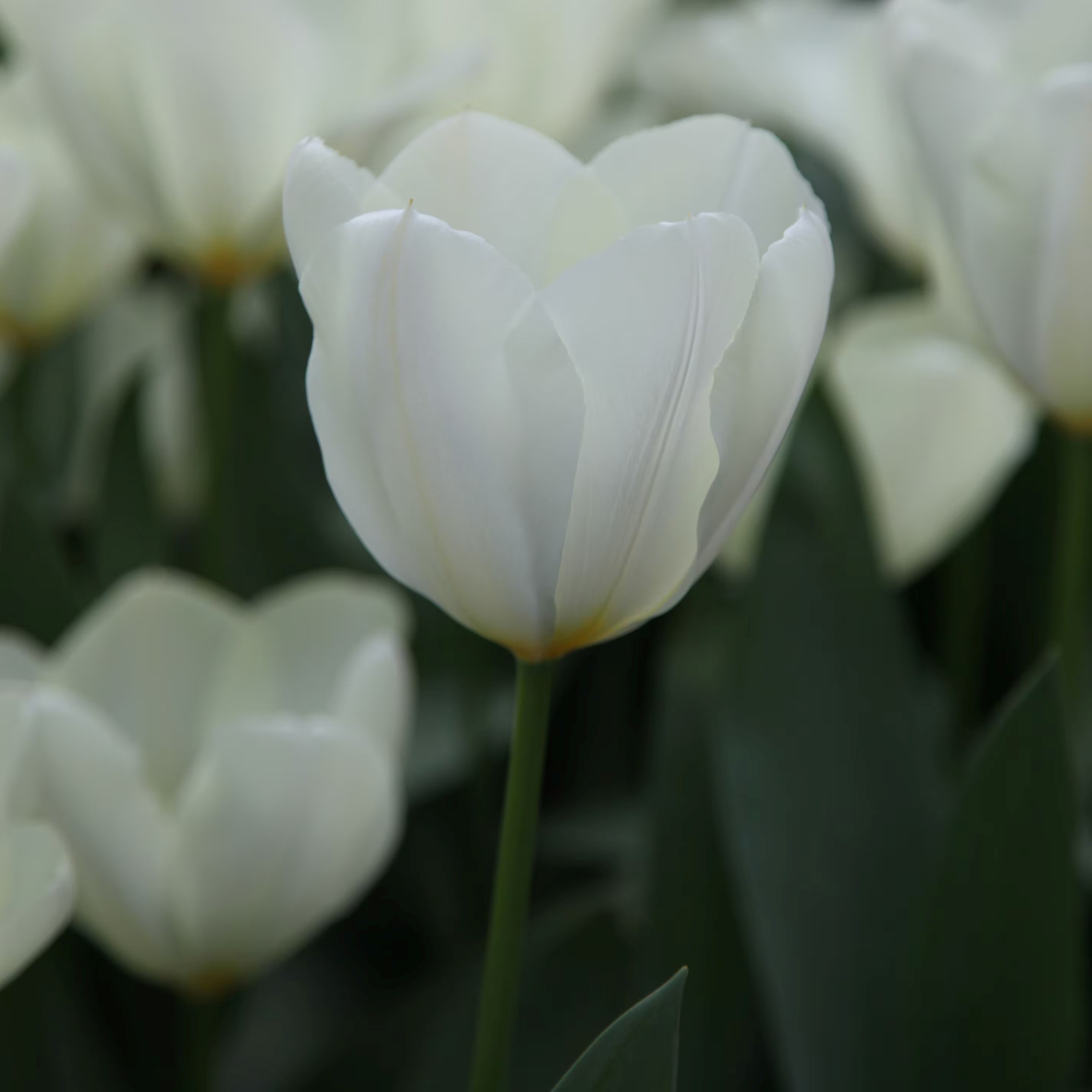 Tulipa Purissima | Fosteriana Tulip (syn. White Emperor)