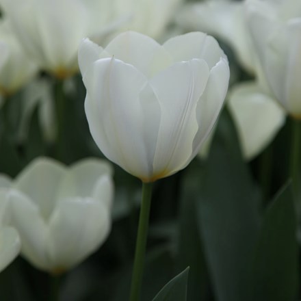 Tulipa Purissima | Fosteriana Tulip (syn. White Emperor)