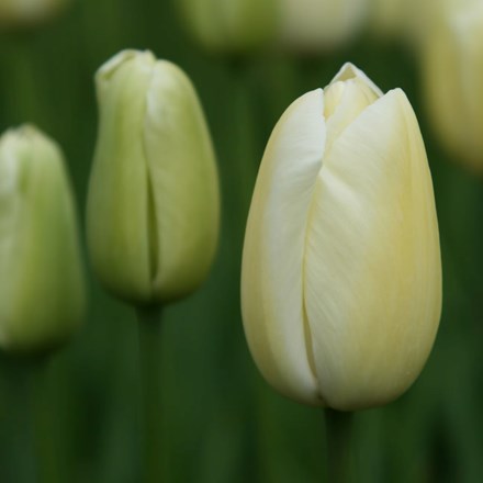 Tulipa Maureen | Single Late Tulip
