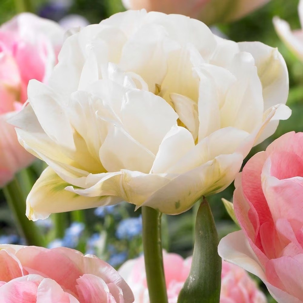 Tulipa Mount Tacoma | Double Late Tulip