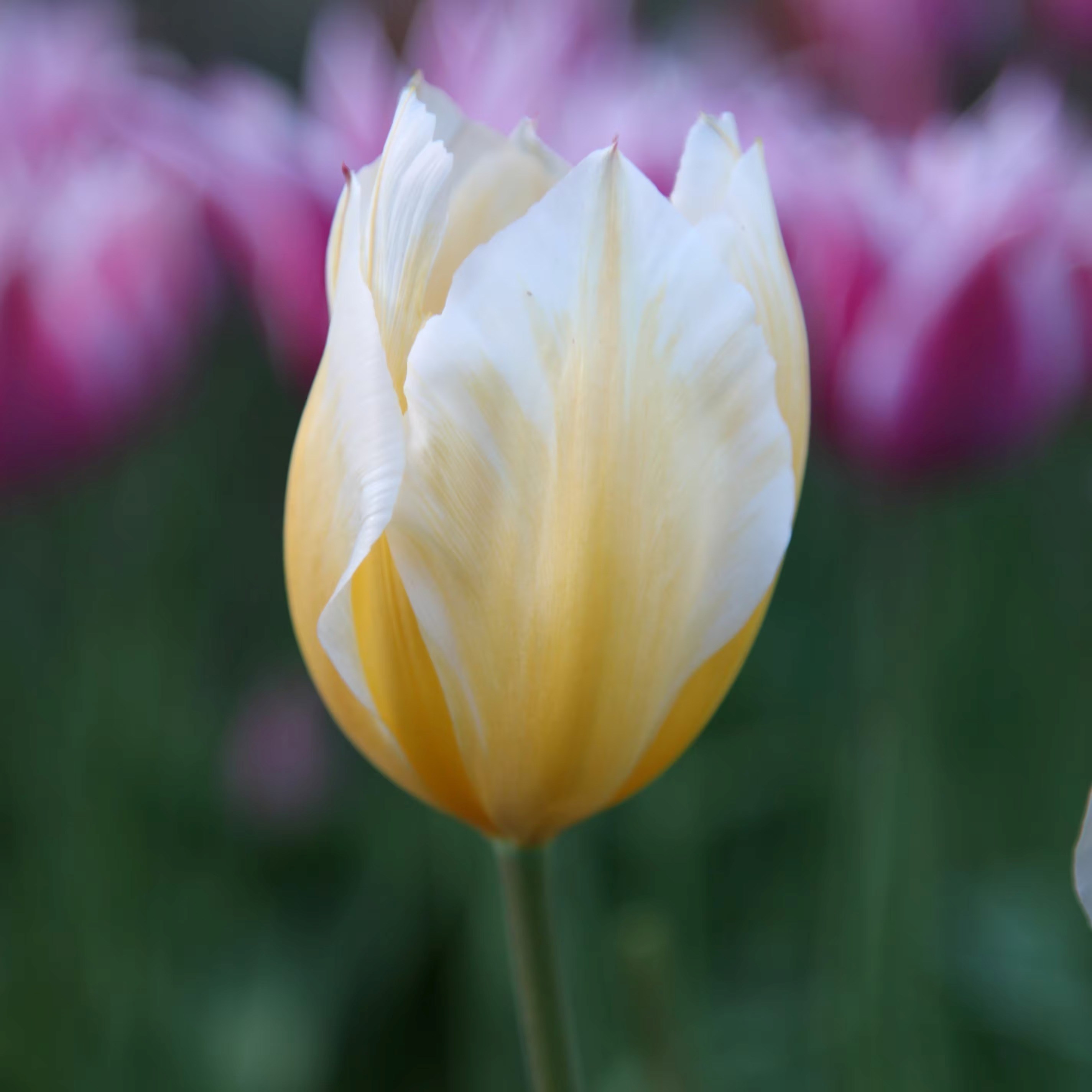 Tulipa Sweetheart | Fosteriana Tulip
