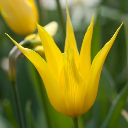 Tulipa West Point | Lily Flowered Tulip