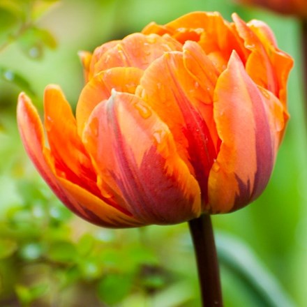 Tulipa Orange Princess | Double Late Tulip
