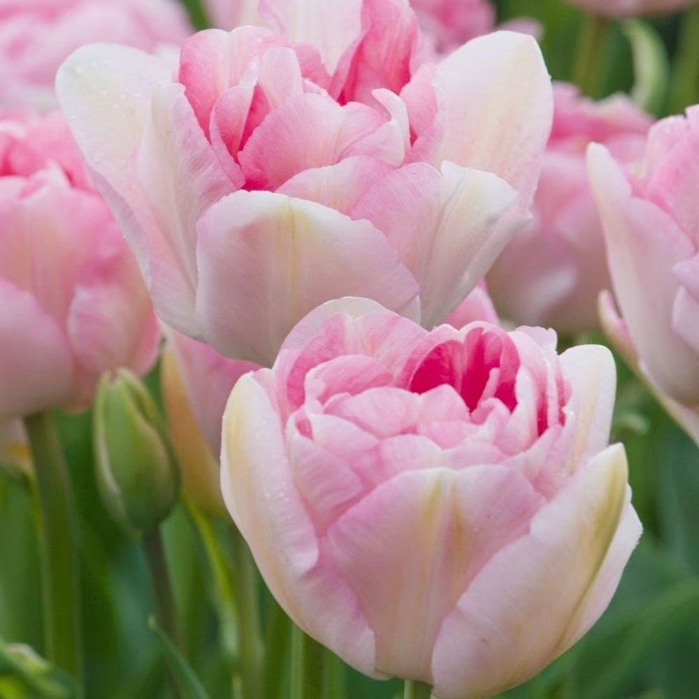 Tulipa Angelique | Double Late Tulip