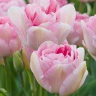 Tulipa Angelique | Double Late Tulip