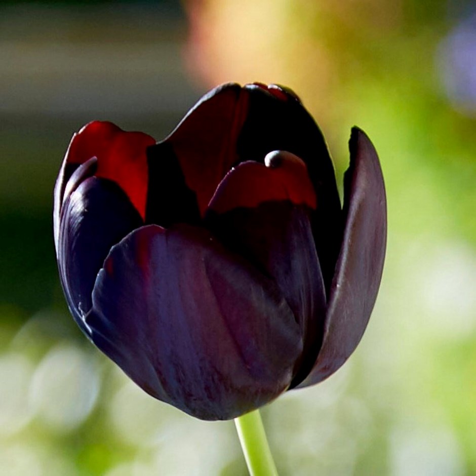 Tulipa Paul Scherer | Triumph Tulip