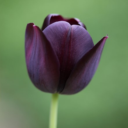 Tulipa Queen Of Night | Single Late Tulip