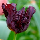 Tulipa Black Parrot | Parrot Tulip
