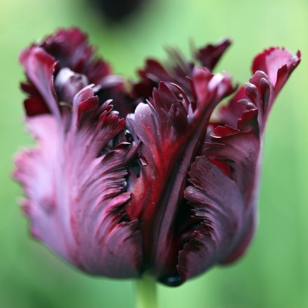 Tulipa Black Parrot | Parrot Tulip