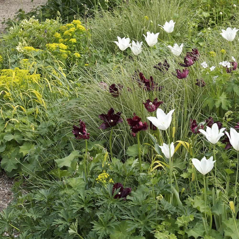 Tulipa Black Parrot | Parrot Tulip
