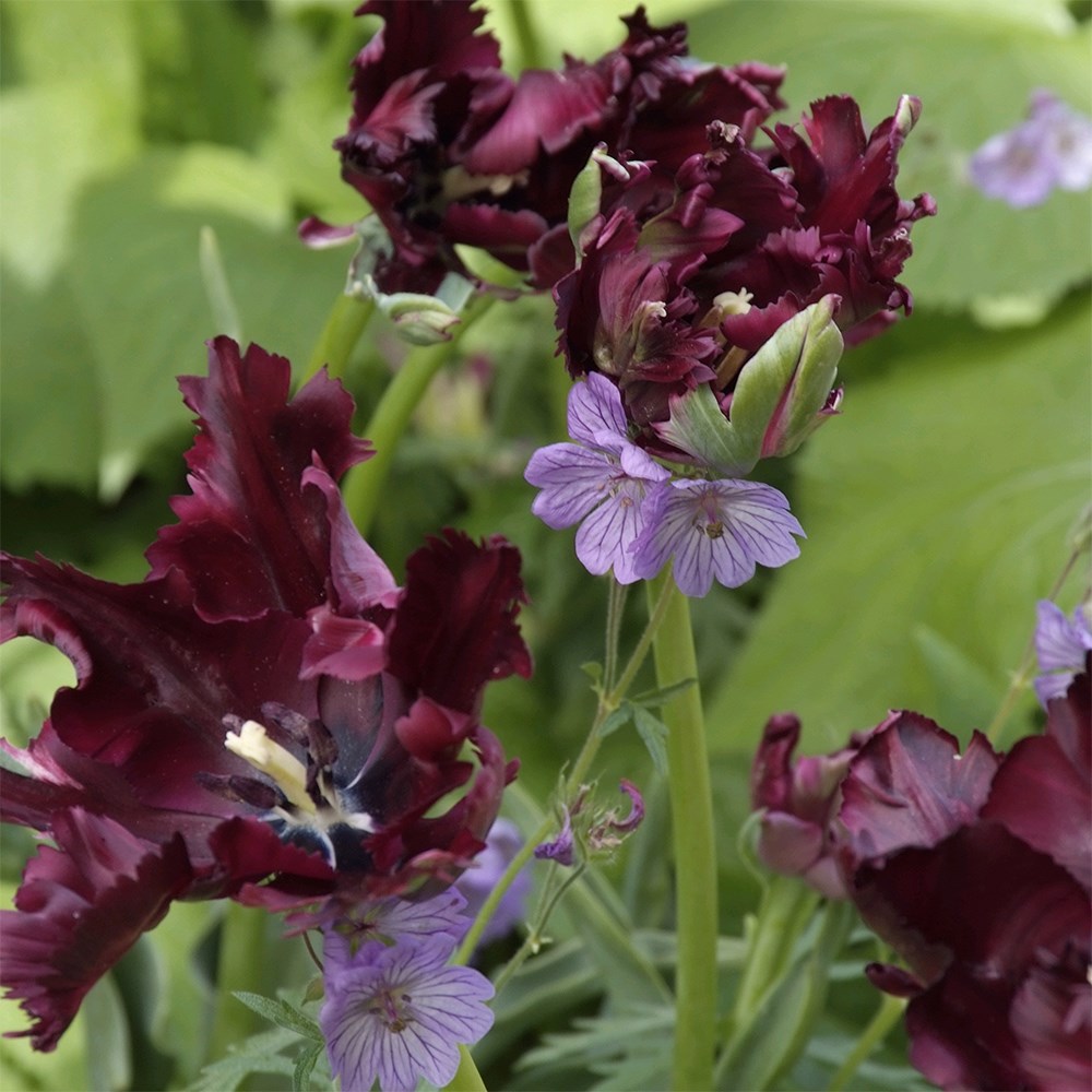 Tulipa Black Parrot | Parrot Tulip
