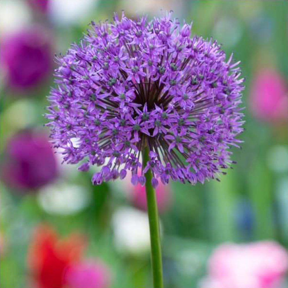 Allium Hollandicum Purple Sensation | Dutch Garlic