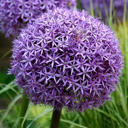 Allium 'Globemaster' | Ornamental Onion |