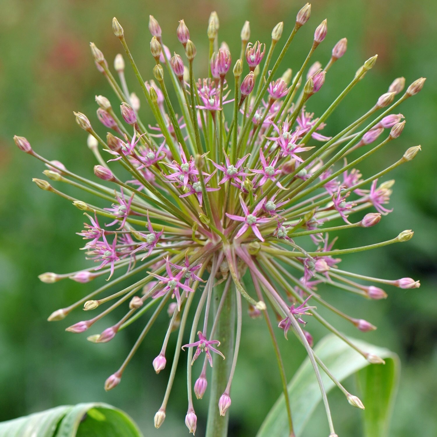 Allium Schubertii | Ornamental Onion