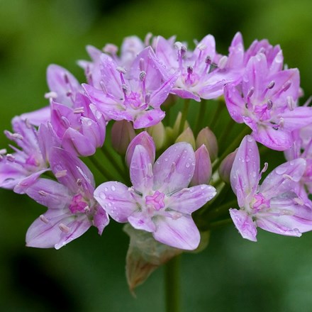 Allium unifolium | Allium or American Onion Bulbs