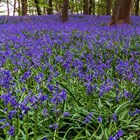 Hyacinthoides Non-Scripta | English Bluebell