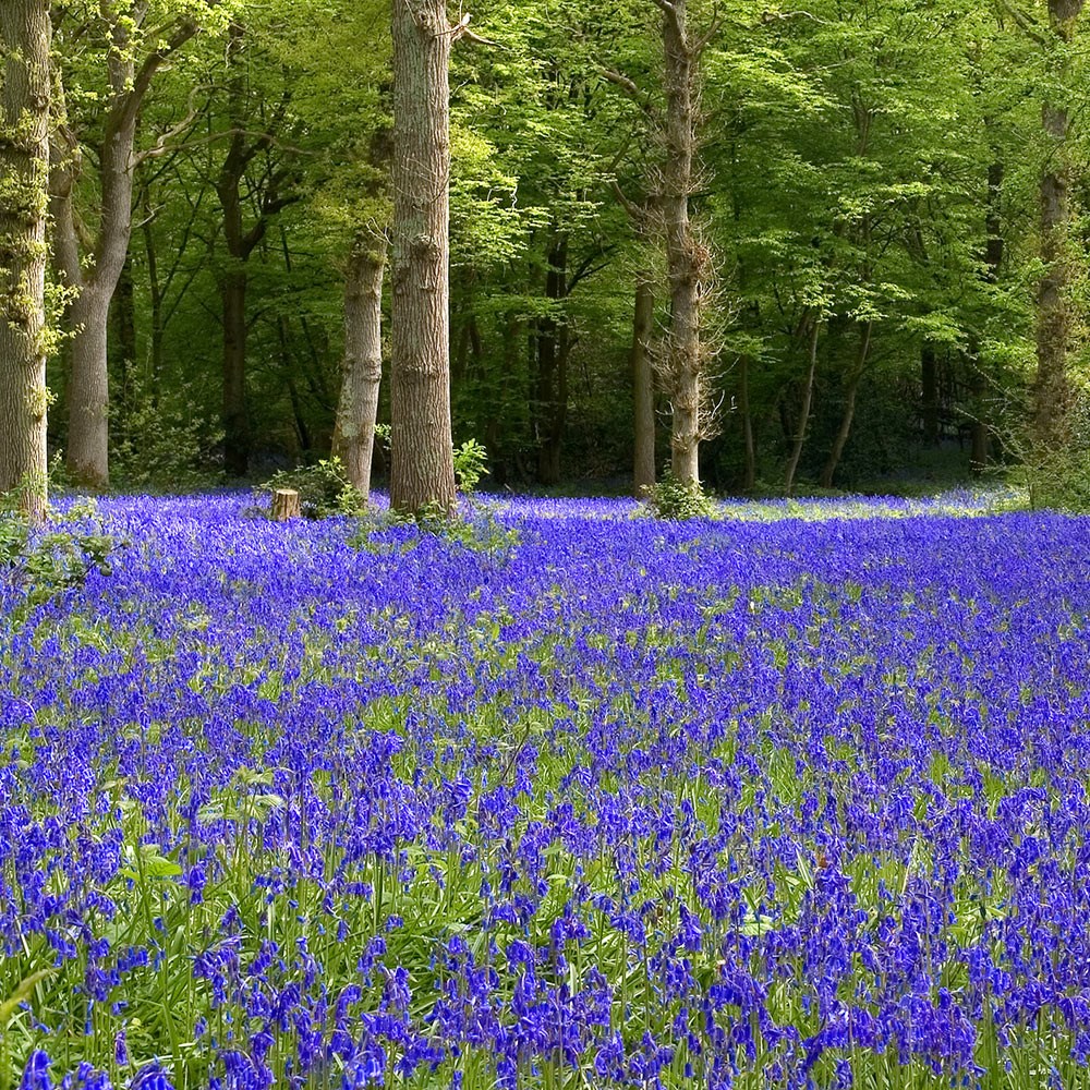 Hyacinthoides Non-Scripta | English Bluebell