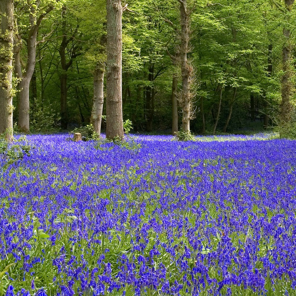 Hyacinthoides Non-Scripta | English Bluebells