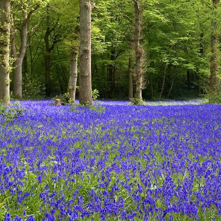Hyacinthoides Non-Scripta | English Bluebell