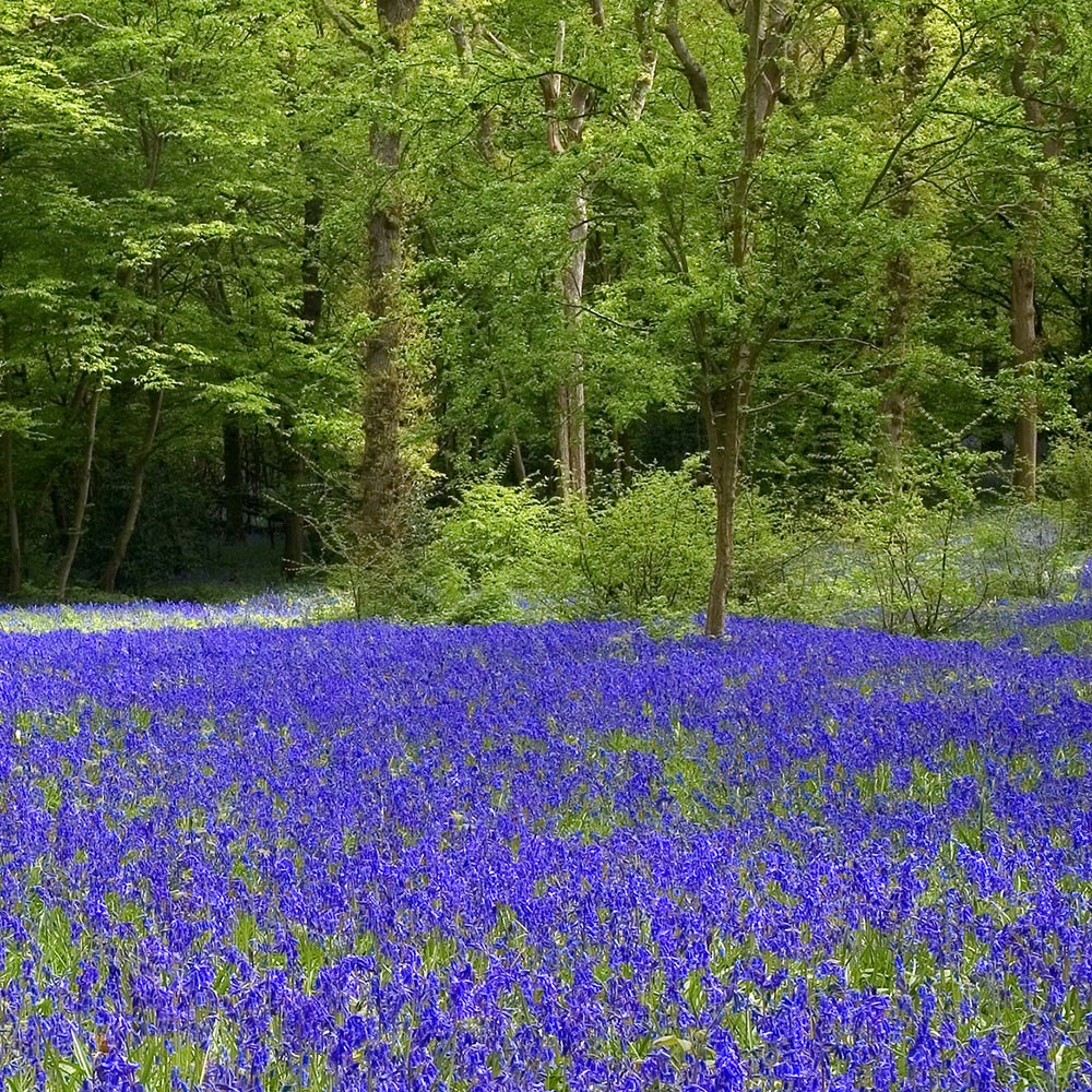 Hyacinthoides Non-Scripta | English Bluebells