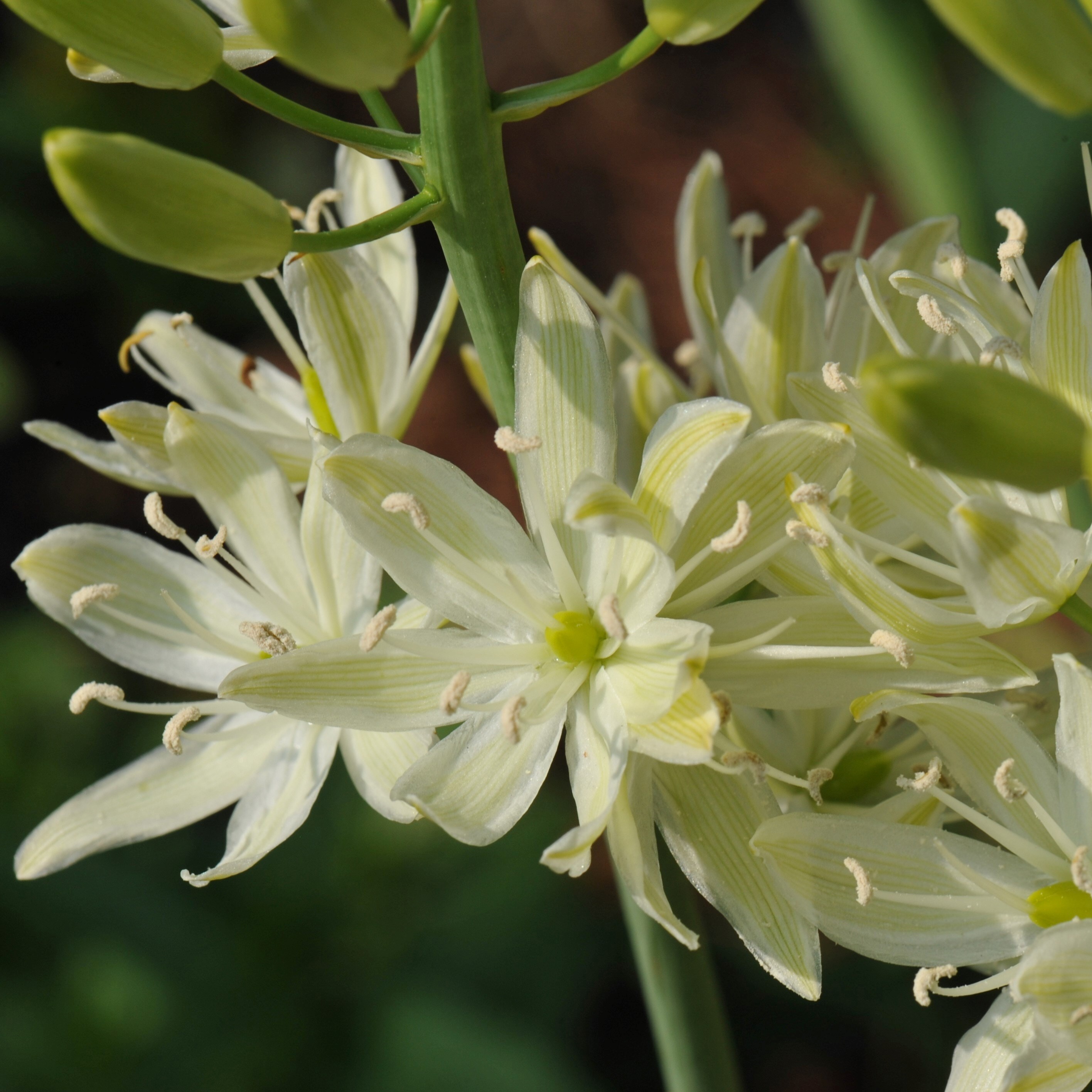 Camassia Leichtlinii Suksdorfii Alba