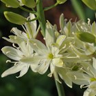 Camassia Leichtlinii Suksdorfii Alba