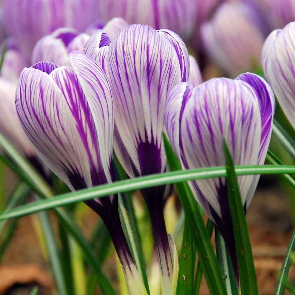 Crocus Pickwick | Large Flowering Crocus