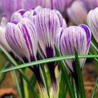 Crocus Pickwick | Large Flowering Crocus