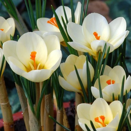 Crocus chrysanthus Cream Beauty | Early Flowering Species Crocus